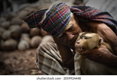 Portrait of Asian old man and his lovely monkey (Southern pig-tailed) with heap of coconut as background.Monkey keeper is traditional life of asian.