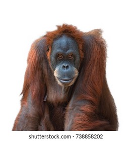 Portrait Of Asian Orangutan On White Background, Adult