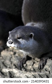 Portrait Of Asian Short Clawed Otter