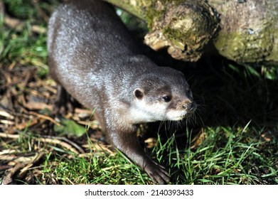 Portrait Of Asian Short Clawed Otter