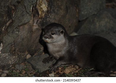 Portrait Of Asian Short Clawed Otter