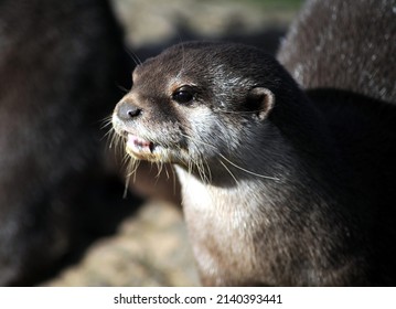 Portrait Of Asian Short Clawed Otter