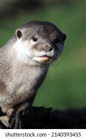 Portrait Of Asian Short Clawed Otter