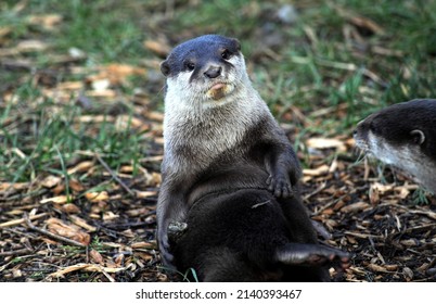 Portrait Of Asian Short Clawed Otter