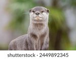 Portrait of an Asian small clawed otter (amblonyx cinerea)