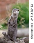 Portrait of an Asian small clawed otter (amblonyx cinerea) standing up