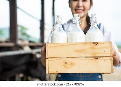 Portrait Of Asian Woman Dairy Farmer Holding Bottle Of Milk In Cowshed. Young Beautiful Female Agricultural Farmer Smile And Look At Camera After Milking Cow With Happiness At Livestock Farm Industry.