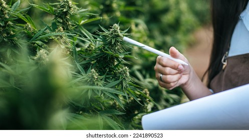 Portrait of Asian woman marijuana researcher checking marijuana cannabis plantation in cannabis farm, Business agricultural cannabis. Cannabis business and alternative medicine concept. - Shutterstock ID 2241890523