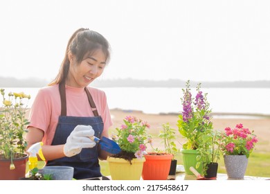 Portrait Of Asian Woman Wearing Gloves Prepare Soil For Plant Flower Outdoor.Happy Gardener Woman Planting Flowers In Morning At Garden.Hobby Lifestyle Concept

