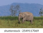 Portrait of a Asiatic elephant (Elephas maximus) at forest.