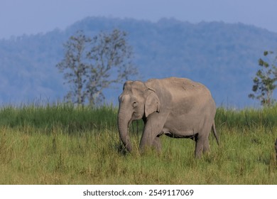 Portrait of a Asiatic elephant (Elephas maximus) at forest. - Powered by Shutterstock