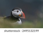 Portrait of atlantic puffin, common puffin - Fratercula arctica - at dark blue backgroud. Photo Latrabjarg sea cliff in Iceland