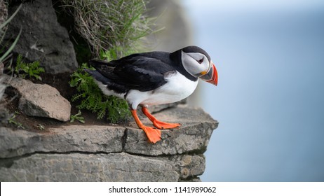 Portrait of an Atlantic puffin. Sea bird standing on a cliff in nature on the Latrabjarg cliffs in West Fjords, Iceland. Home to millions of puffins.