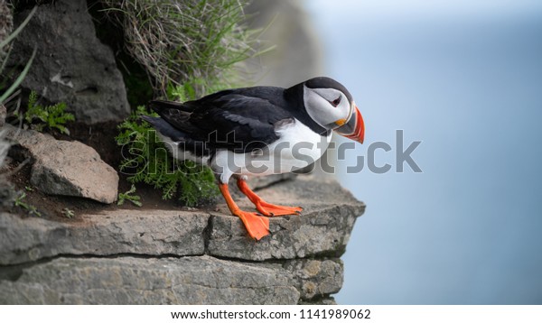 Portrait of an Atlantic puffin. Sea bird\
standing on a cliff in nature on the Latrabjarg cliffs in West\
Fjords, Iceland. Home to millions of\
puffins.