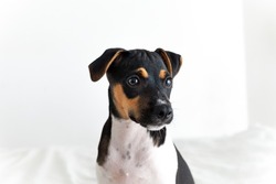 Portrait Of An Attentive Cute Tricolor Brazilian Terrier Puppy On A White Background.