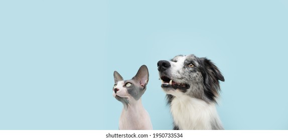 Portrait attentive two pets, dog  and cat looking up. Concept pet obedience. Isolated on blue colored background