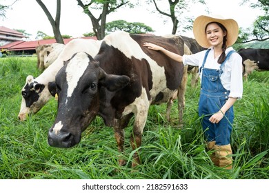 Portrait Of Attractive Asian Dairy Farmer Woman Work Outdoor In Farm. Young Beautiful Girl Agricultural Farmer Examine Cows Animal In Field With Happiness At Livestock Farm Industry And Look At Camera