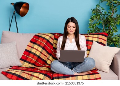 Portrait of attractive focused long-haired girl sitting on divan using laptop eshop isolated on blue color background indoors