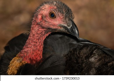 222 Australian bush turkey Images, Stock Photos & Vectors | Shutterstock