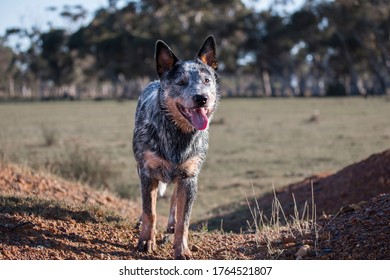 Portrait of an Australian Cattle Dog  (Blue heeler) standing in the field mouth open looking into the distance
