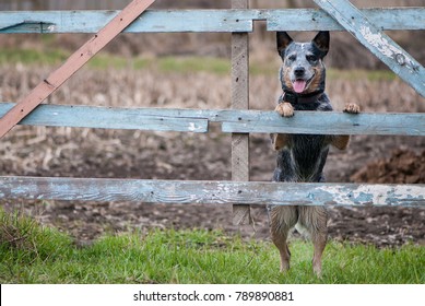 Portrait Of Australian Cattle Dog Standing Near A Rural Fence For Farm Cattle