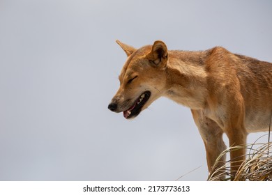 Portrait Of Australian Dingo Dog 