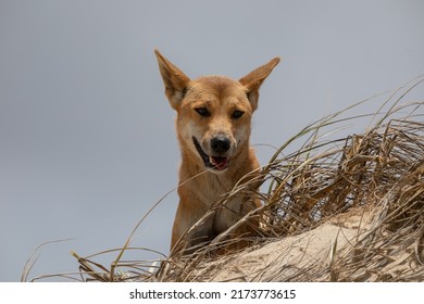 Portrait Of Australian Dingo Dog 