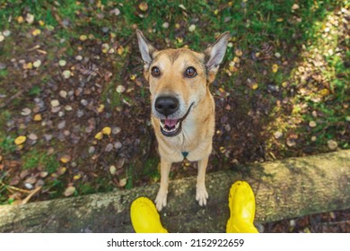 Portrait Of Australian Dingo Dog Standing On Log With Front Paws And Looking Happy At Camera