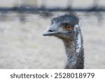 Portrait of an Australian Emu