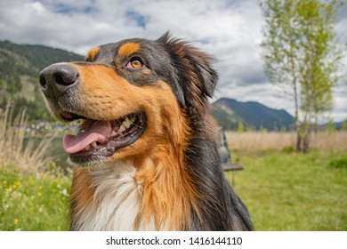 Portrait of an Australian shepherd ,black tri color - Shutterstock ID 1416144110