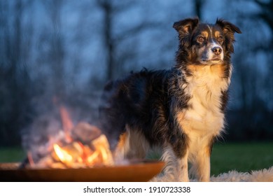 Portrait of an Australian Shepherd, by the campfire. Dog stands on fur coat and looks around during the blue hour.