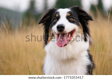Portrait of Australian Shepherd dog in autumn meadow. Happy adorable Aussie dog sitting in grass field. Beautiful adult purebred Dog outdoors in nature.