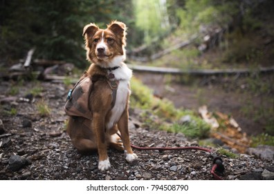 Portrait Of Australian Shepherd Dog On Hike In Forest On Adventure