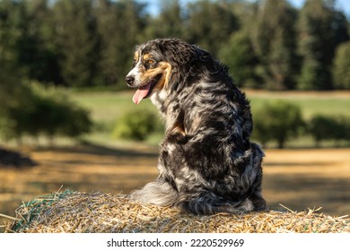 Portrait Of An Australian Shepherd Dog Sitting On A Ball Of Straw Outdoors. Farm Dog Portrait