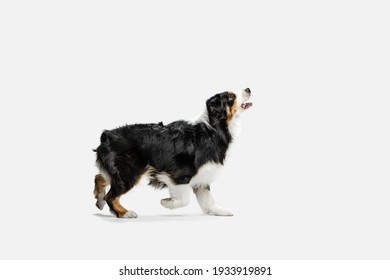 Portrait of Australian Shepherd dog standing isolated on white background.