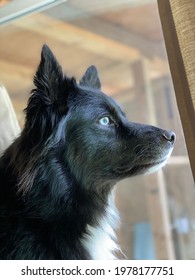 Portrait Of Australian Shepherd Husky Mix Dog.