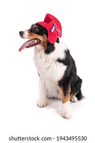 Portrait Of An Australian Shepherd With Phrygian Cap On A White Background