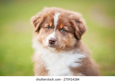 Portrait Of Australian Shepherd Puppy