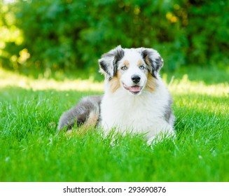 Portrait australian shepherd puppy lying on green grass - Shutterstock ID 293690876