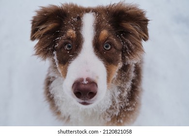 Portrait Of Australian Shepherd Puppy In Snowy Winter Close Up. Aussie Red Tricolor Is Young Dog With Green Eyes And White Stripe On Muzzle. Chocolate Nose And Smart Eyes.