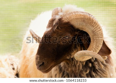 Portrait of a Awassi sheep