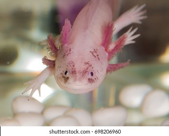 Axolotl High Res Stock Images Shutterstock