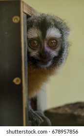  Portrait Of Azara's Night Monkey (Aotus Azarai Boliviensis) In Captivity, Big Bulging Eyes, Small  Night Monkey Species From South America