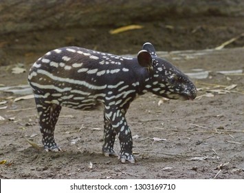 Portrait Of A Baby Of Asian Tapir, Close Up.