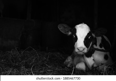 Portrait Of A Baby Black And White Cow Calf