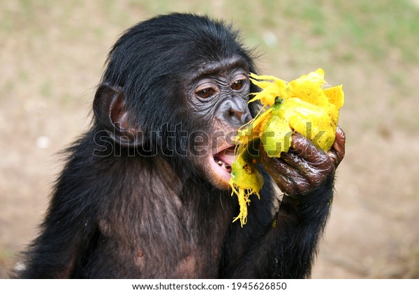 portrait of a baby bonobo\
eating a a papaya at the lola ya bonobo sanctuary near kinshasa;\
Congo Republic