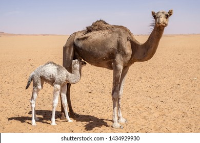 mom and baby camel