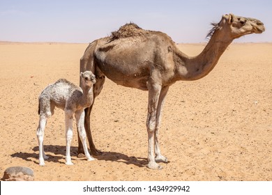 mom and baby camel