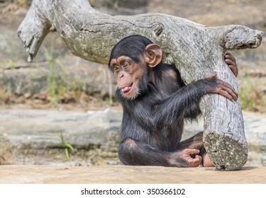 Portrait Of Baby Chimpanzee