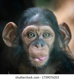 Portrait of a baby chimpanzee in Pilsen in Czech Republic .